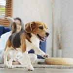 Tips to Maximize Condo Living with Your Pet