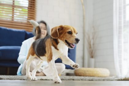 Tips to Maximize Condo Living with Your Pet