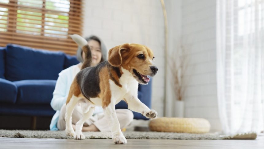 Tips to Maximize Condo Living with Your Pet