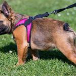 fluffy frenchie wearing pink harness