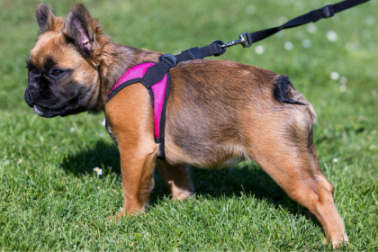 fluffy frenchie wearing pink harness