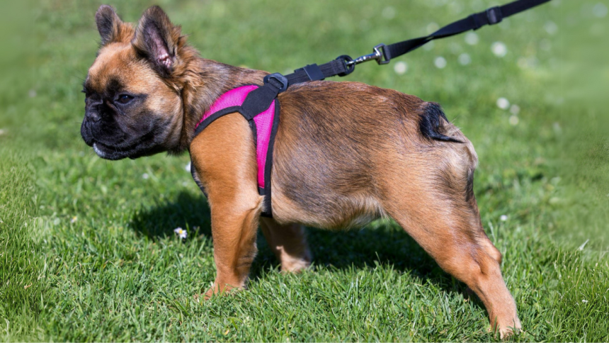 fluffy frenchie wearing pink harness