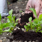 How Used Coffee Grounds Can Benefit Your Garden & Soil