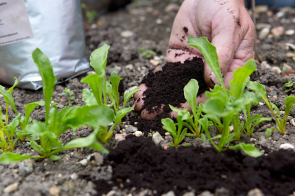 How Used Coffee Grounds Can Benefit Your Garden & Soil