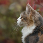 The History of Maine Coons From Ship Cats to Beloved Family Pets