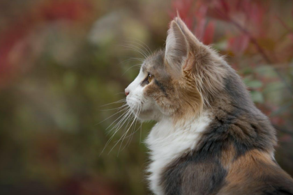 The History of Maine Coons From Ship Cats to Beloved Family Pets