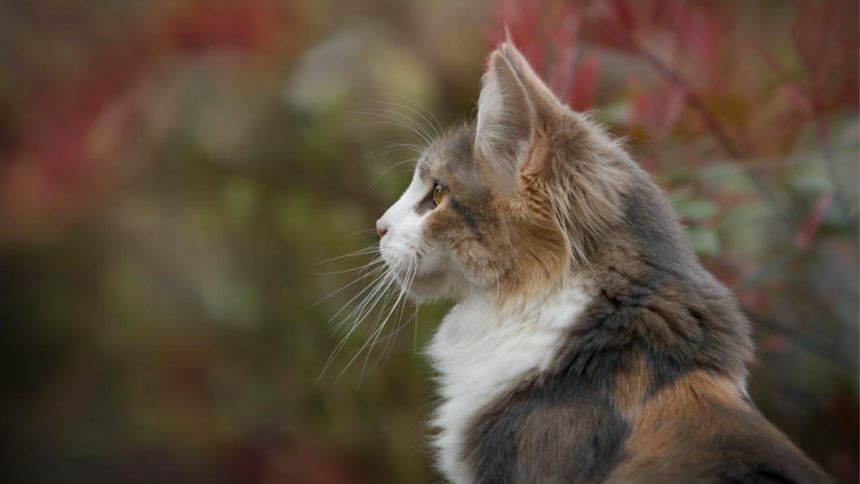 The History of Maine Coons From Ship Cats to Beloved Family Pets