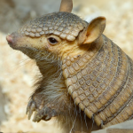 Urban Armadillo Trapping Effective Techniques and Best Practices