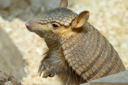 Urban Armadillo Trapping Effective Techniques and Best Practices