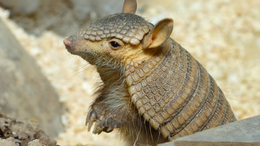 Urban Armadillo Trapping Effective Techniques and Best Practices